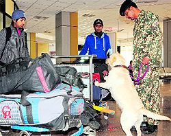 A sniffer dog on job at the ICP, Attari