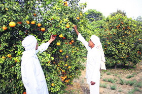 A farmer inspects a kinnow-laden tree in an orchard at Sahadawa village in Hisar district.
