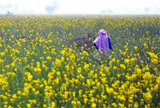 A Mewat farmer in his rain-fed field.