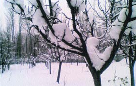 An apple orchard in the Valley, which received heavy snow last week.