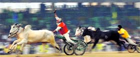 A bullock cart race in progress at Kila Raipur games