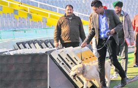 A dog squad inspects the PCA Stadium, Mohali, on Monday.
