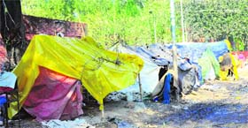 Encraochers have returned to the grain market in Sector 26, Chandigarh.