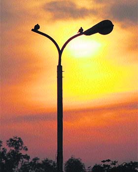 Nature lovers: Birds perched atop a broken streetlight post seem to be enjoying natures hues in Jalandhar on Monday evening