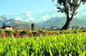 A view of the snow-covered Dhauladhars in Dharamsala