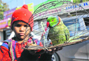 A boy begging for alms, carrying a caged bird in Jammu on Tuesday.