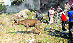 A rescue team of wildlife officials tries to catch the sambar in Sant Nagar on Ladowali Road in Jalandhar on Tuesda