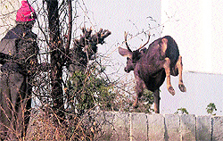 the sambar jumps over a boundary wall