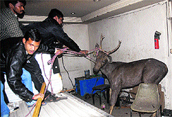the sambar being tied with a rope by wildlife officials