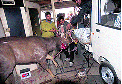 the animal being shifted onto a vehicle for treatment at veterinary hospital