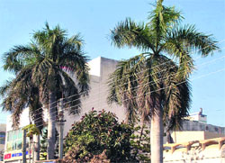 Palm trees in Patiala. Tribune photo: Rajesh Sachar