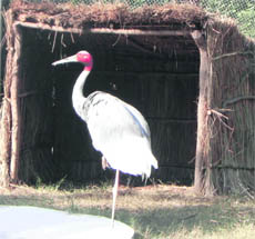 A bird enclosure at the Chhatbir Zoo. 
