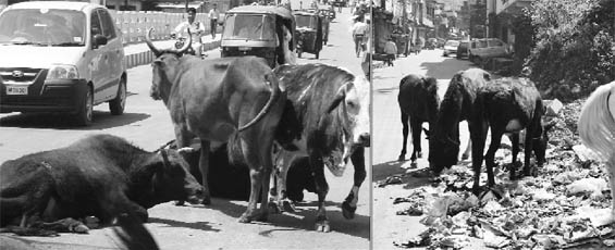 Stray animals cause inconvenience to commuters in Mandi; (right) Stray animals scattering garbage is a common sight.