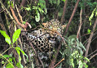 A trapped male leopard in the Mamoon cantt area on Friday. A Tribune photo 