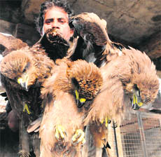An SPCA member holds the rescued eagles in Amritsar on Sunday. 