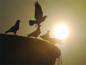 Pigeons enjoying the evening sunlight at Vijay Chowk in New Delhi on Sunday.