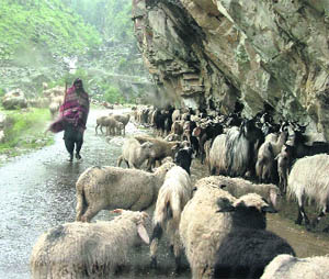 A shepherd takes shelter from rain under a rock on the outskirts of Jammu on Sunday. 