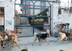 Dogs roam in front of a house in Srinagar.