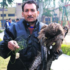 Untangled: A man holds a rescued eagle stuck in a wire in Jalandhar on Monday