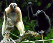 In danger: Habitat fragmentation and hunting are the major threats to hoolock gibbons in India