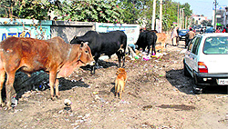 Stray cattle roam freely at a residential area in the city.
