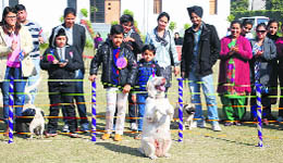 A dog shows its skills during a pet show organised at Bal Bharti Public School in Ludhiana on Tuesday.