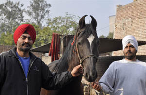 Brothers Sukhvir (left) and Sandeep spend hours combing and massaging their mares to maintain their shining skin.
