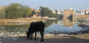 A residential colony surrounded by sewage in Abohar. 