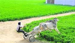 A participant loses control over a bullock cart in a competition during the 77th Kila Raipur sports festival at Kila Raipur village on Thursday. The bullock cart race, which was banned last year, has been resumed this year and the authorities are expecting that it will draw a huge crowd.
