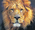 Gir Sanctuary is home to a large number of Asiatic Lions  