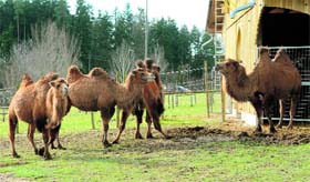 Camels stand on a meadow at a camel farm after a fire in Ebhausen-Rotfelden near Calw, southern Germany, on Thursday. 85 camels died in the fire, the cause of which was not immediately known.