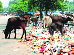 Garbage lies scattered in Haridwar on Friday. 