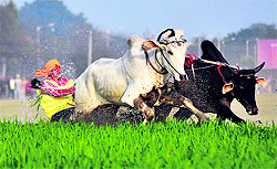 A participant loses control over his bulls during a race at the 77th Kila Raipur Sports Festival on Friday