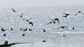 Migratory birds at the Pong Dam lake. Ornithologists and wildlife experts took part in the bird count