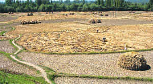 Farmers harvest paddy crop in a field in Srinagar. 