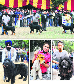 Dog owners display skills of their pets; a girl shakes hand with the biggest dog; and owners pose with rare breeds  chow chow, fox terrier and Newfoundland  during a dog show at the Leisure Valley in Sector 10, Chandigarh, on Sunday.