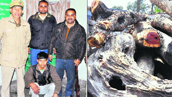 Forest officials with the arrested wood smuggler at the Tibdi forest range office; and (right) the seized wood in Haridwar on Sunday. 