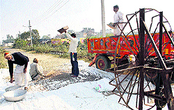 Farmers harvest gwar crop at a village in Rohtak on Sunday