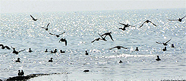 Migratory birds at the Pong Dam lake