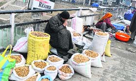 The wait is on: A roadside vendors waits for customers to sell Kashmiri almonds at Amirakadal in Srinagar on Sunday