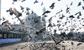 Pigeons fly in front of Hazratbal Shrine in Srinagar on Sunday