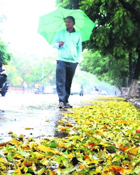 Leafy treat: Leaves lie scattered on a road following heavy winds and rain in Chandigarh on Monday morning
