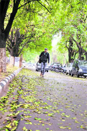 Spring in the air Trees shed leaves on the Jammu University campus as the Spring season comes close.