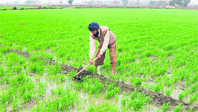 Rabi crops in Punjab, Haryana and apple crop in Himachal set to benefit