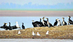 Migratory birds at the lake.