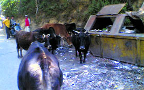 Stray animals move freely on a road in Palampur.