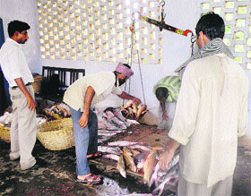 The fish caught from the Pong Dam lake being sold at the Fisheries Department centre in Nagrota Surian.