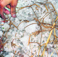 Hailstones in a vegetable field at Safiabad village (Sonepat) on Tuesday.