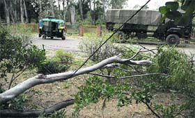 A tree that got uprooted due to strong winds that lashed Jalandhar city