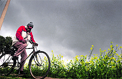 A man paddles his way through a mustard field on a cloudy Tuesday morning in Ludhiana